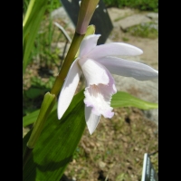 Bletilla striata (fam Orchidacees) (Chine) (6)